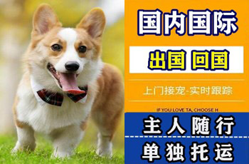 朝阳区宠物托运公司朝阳区宠物托运公司朝阳区宠物托运公司