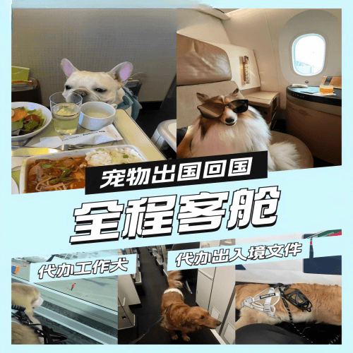朝阳区宠物托运到白俄罗斯宠物入境规定和要求